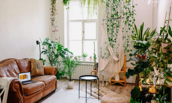 Decorate Your Home with Indoor Plants